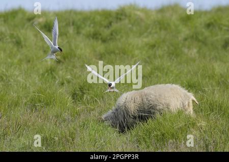 Arktische Seezunge (Sterna paradisea), erwachsenes Paar, Zucht Gefieder, im Flug, Angriff auf Schafe auf Nistplätzen, Flatey Island, Island Stockfoto