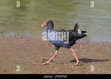 Purple Swamphen (Porhyrio porphyrio melanotus), Erwachsener, Wandern auf Schlammebenen, Hasties Swamp N. P. Atherton Tableland, Great Dividing Range, Queensland Stockfoto