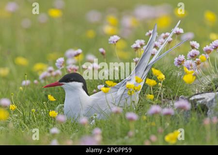 Arktische Tern (Sterna paradisea), Erwachsener, sitzt auf einem Nest zwischen blühenden Thrift (Armeria maritima) und Butterblumen, Shetland Islands, Schottland, United Stockfoto