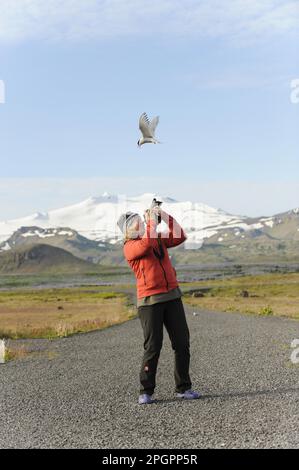 Arktische Seezunge (Sterna paradisea) Erwachsene, Zucht Gefieder, im Flug, aggressives Verhalten gegenüber dem Fotografen an der Niststelle, Halbinsel Snaefellsnes Stockfoto