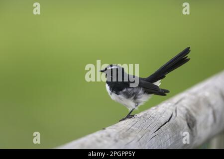 Willy Wagtail, Garden Fantails, Garden Fantail, Singvögel, Tiere, Vögel, Willie Wagtail (Rhipidura leucophrys) Stockfoto