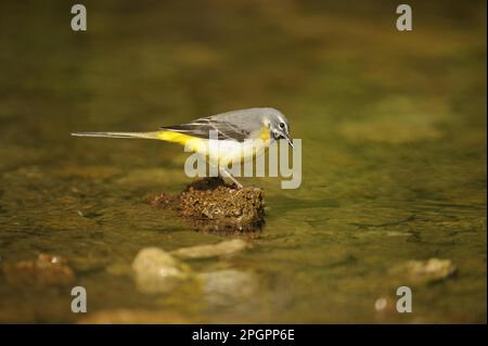 Yellow Wagtail (Montacilla cinerea) adult, Standing on Rock in Stream, Lathkill Dale, Peak District N. P. Derbyshire, England, Vereinigtes Königreich Stockfoto