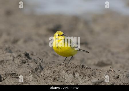 Gelber Schwanz (Motacilla flava flavissima), männlicher Erwachsener, singend, auf Schlamm stehend, Suffolk, England, Vereinigtes Königreich Stockfoto