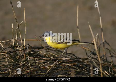 Östlicher Gelbschwanz (Motacilla tschutschensis macronyx), Unterart „Südostsibirisch“, männlicher Erwachsener, Futtersuche auf Schilf neben Gezeitenschlamm, Mai Stockfoto