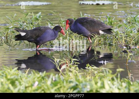 Purple Swamphen (Porhyrio porphyrio melanotus), Erwachsenenpaar, inmitten von aquatischer Vegetation in flachem Wasser, Hasties Swamp N. P. Atherton Stockfoto