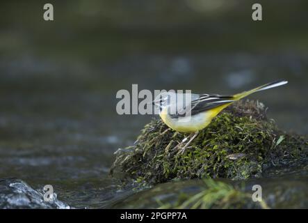 Graues Wagtail (Montacilla cinerea), Erwachsener, mit Ring am Bein, auf Moos am Wasserrand stehend, Peak District N. P. Derbyshire, England, Großbritannien Stockfoto