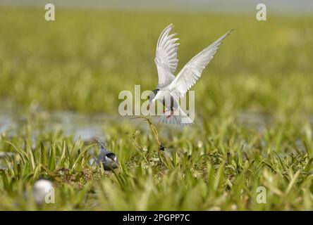 Geflüsterte Tern (Chlidonias hybrida) Erwachsene, Zucht Gefieder, im Flug, Nistmaterial zum Nest bringen, Donaudelta, Tulcea, Rumänien Stockfoto