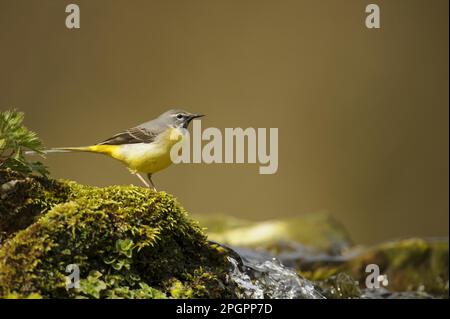 Graue Schwalbenschwanz (Montacilla cinerea), Erwachsener, steht auf moosem Felsen am Rande eines Bachs, Lathkill Dale, Peak District N. P. Derbyshire, England Stockfoto