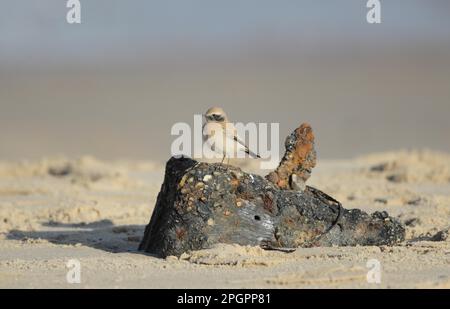 Desert Wheatear (Oenanthe deserti) unreifer Mann, erster Winterzughut, Landstreicher auf Treibholz, Winterton Dunes, Norfolk, England, United Stockfoto