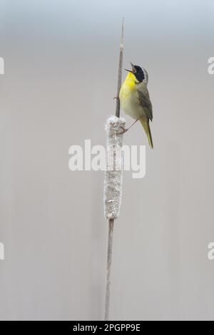 Gelbhalsnarbe (Geothlypis trichas), männlich, singend, hoch oben auf Karambolen, Ontario, Kanada Stockfoto