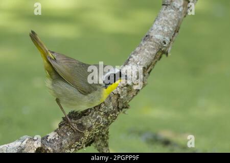 Gelbhalsnarbe (Geothlypis trichas), männlich, männlich, hoch oben auf einem Ast in Feuchtgebieten, Golfküste, Texas (U.) S. A. Stockfoto