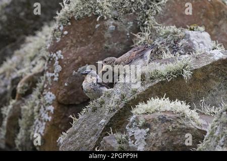 Northern Wheatear (Oenanthe oenanthe), männlich, männlich, Zuchthupfer, mit jüngerer Jungfrau, die um Nahrung bettelt, steht auf einer Dystonwand Stockfoto