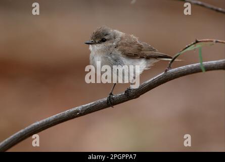 Jacky-Winter (Microeca faszinans), Erwachsener, hoch oben auf einem Zweig, Südost-Queensland, Australien Stockfoto