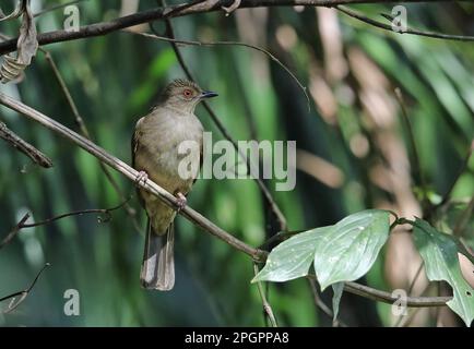 Asiatischer Rotäugiger Bulbul (Pycnonotus brunneus brunneus), Erwachsener, hoch oben auf dem Weinstamm, Taman Negara N. P. Titiwangsa Mountains, malaiische Halbinsel, Malaysia Stockfoto