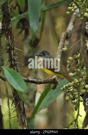 Gelbbbauchbulbul (Alophoixus phaeocephalus phaeocephalus), Erwachsener, hoch oben auf einem Zweig in Fruchtbäumen, Taman Negara N. P. Titiwangsa Mountains Stockfoto