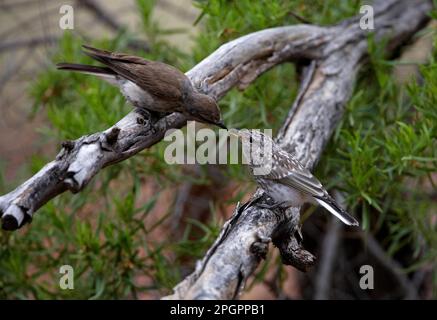 Jacky-Winter (Microeca faszinans), Erwachsene, die Jugendliche füttern, auf gefallenem Ast, Südost-Queensland, Australien Stockfoto