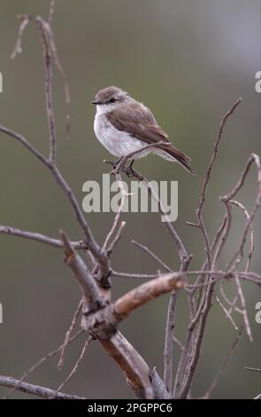 Jacky-Winter (Microeca faszinans), Erwachsener, hoch oben im toten Busch, Südost-Queensland, Australien Stockfoto