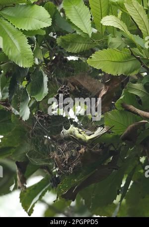 Panama Tyrannulet, Panama Tyrannulet, Panama Tyrannulet, Tiere, Vögel, Panamanian Tyrannulet (Phylloscartes flavovirens), Erwachsene, gefangen Stockfoto