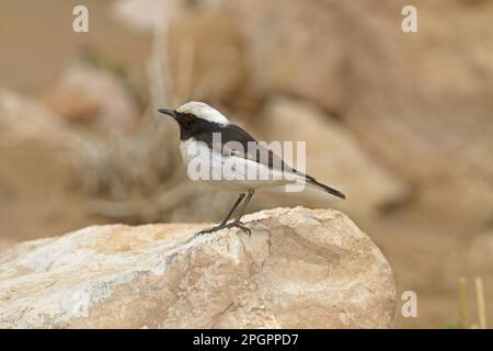 Trauernde Wheatear (Oenanthe lugens halophila) nordafrikanische Unterart, männlich, auf Stein stehend, Marokko Stockfoto