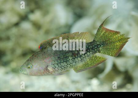 Two-Spot Wrasse (Oxycheilinus bimaculatus), Erwachsener, Schwimmen, Lembritstraße, Sulawesi, große Sunda-Inseln, Indonesien Stockfoto