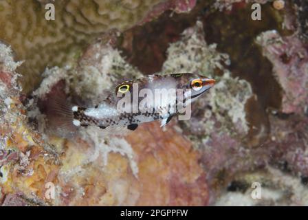 Maluku-Inseln, Meer, Indonesien, Schachbrettnatter (Halichoeres hortulanus), andere Tiere, Fische, Tiere, Wraße, Schachbrettmuster Stockfoto