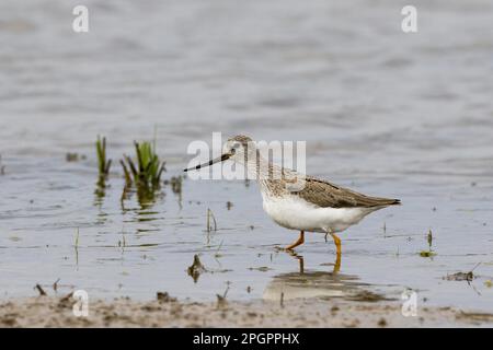 Terek Sandpiper, Tiere, Vögel, Waders, Terek Sandpiper, Sommerzucht für Erwachsene bei Deepdale Marsh North Norfolk, 2015. Juni Stockfoto