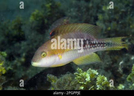 Two-Spot Wrasse (Oxycheilinus bimaculatus), Erwachsener, Schwimmen, Lembritstraße, Sulawesi, Sunda-Inseln, Indonesien Stockfoto