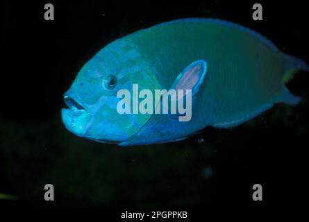 Mondraße, Mondraße, Andere Tiere, Fische, Tiere, Wrasse, Moon Wrasse (Thalassoma Lunare) Indo-Pacific Stockfoto