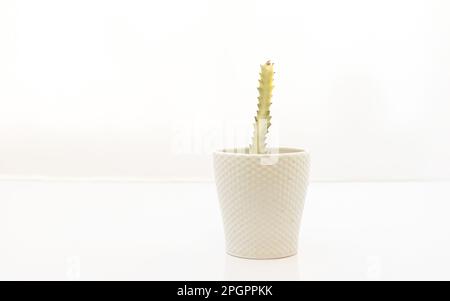 Euphorbia Lactea White Ghost Cactus Stockfoto