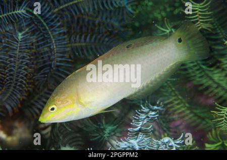 Grüne Rasse (Halichoeres solorensis), Erwachsener, Schwimmen, Gili Mota Island, zwischen Rinca und Flores Inseln, Komodo N. P. Lesser Sunda Inseln Stockfoto