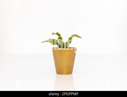 Weihnachtskaktus Pflanze Schlumbergera Kaktus in einem wunderschönen goldenen Topf Stockfoto