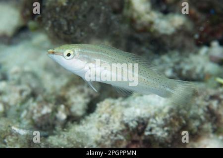 Pastellgrüne Wraße (Halichoeres chloropterus), weibliche Jungtiere, West Waigeo, Raja Ampat Inseln (vier Könige), West Papua, Neuguinea, Indonesien Stockfoto