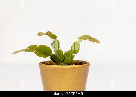 Schlumbergera-Weihnachtskaktus auf weißem Hintergrund Stockfoto