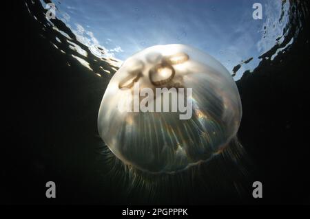 Gemeine Qualle (Aurelia aurita), Erwachsene, schwimmend an der Oberfläche in einem meeresloch, Loch Carron, Ross und Cromarty, Highlands, Schottland, Vereint Stockfoto