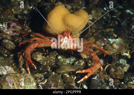 Longclawed Squat Lobster (Munida rugosa), Erwachsener, in Sea loch, Loch Carron, Ross und Cromarty, Highlands, Schottland, Vereinigtes Königreich Stockfoto