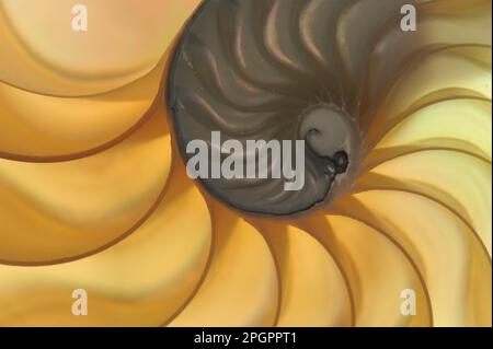 Perlenboot, perlmutt nautilus, andere Tiere, Kopffüßer, Tiere, Weichtiere, Chambered nautilus (Nautilus pompilius) Querschnitt der Schale Stockfoto