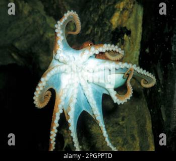 Cirrus octopus, nördlicher Tintenfisch (Eledon cirrhosa), gekräuselter Tintenfisch, nördlicher Tintenfisch, andere Tiere, Kopffüßer, Tiere, Weichtiere, kleiner Tintenfisch Stockfoto