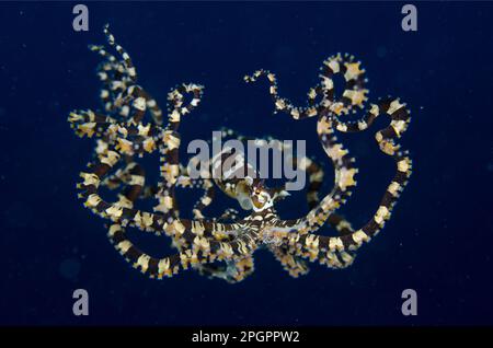 Kraken, Kraken, Kraken, andere Tiere, Kopffüßer, Tiere, Weichtiere, Wonderpus Wunderpus octopus (Wunderpus photogenicus), Erwachsene Stockfoto