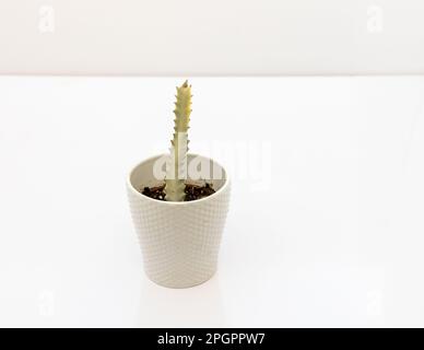 Euphorbia Lactea white Ghost cactus in Keramiktopf auf weißem isoliertem Hintergrund. Selektiver Fokus. Stockfoto