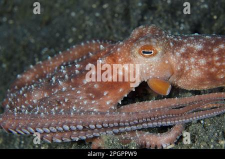 Stern-Nacht-Tintenfisch (Callistoctopus luteus), Erwachsene, nachts auf schwarzem Sand, Lembritstraße, Sulawesi, Sunda-Inseln, Indonesien Stockfoto