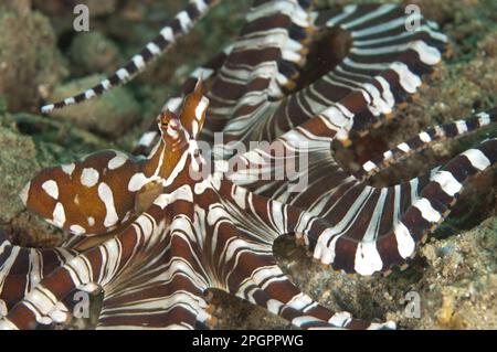 Kraken, Kraken, Kraken, andere Tiere, Kopffüßer, Tiere, Weichtiere, Wonderpus Wunderpus octopus (Wunderpus photogenicus), Erwachsene, Ambon Island Stockfoto