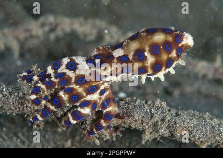 Blauer Oktopus (Hapalochlaena lunulata), Erwachsener, auf schwarzem Sand, Lembritstraße, Sulawesi, Sunda-Inseln, Indonesien Stockfoto