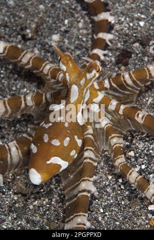 Kraken, Kraken, Kraken, andere Tiere, Kopffüßer, Tiere, Weichtiere, Wonderpus Wunderpus octopus (Wunderpus photogenicus), Erwachsener, auf der Jagd mit Stockfoto