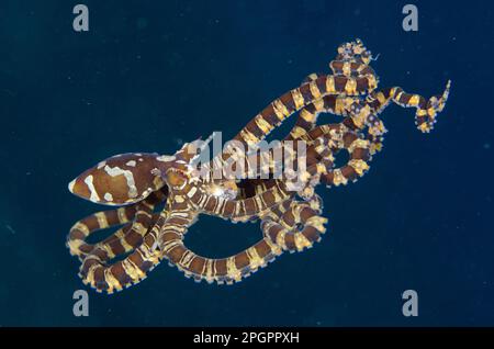 Kraken, Kraken, Kraken, andere Tiere, Kopffüßer, Tiere, Weichtiere, Wonderpus Wunderpus octopus (Wunderpus photogenicus), Erwachsene Stockfoto