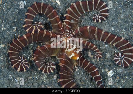 Kraken, Kraken, Kraken, andere Tiere, Kopffüßer, Tiere, Weichtiere, Wonderpus Wunderpus octopus (Wunderpus photogenicus), Erwachsener, auf der Jagd mit Stockfoto