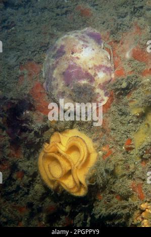 Doris pseudoargus (Archidoris pseudoargus), Zitronen, andere Tiere, Seeschnecken, Schnecken, Tiere, Muscheln, MeerZitrone, ausgewachsen, mit Eiern, Swanage Stockfoto