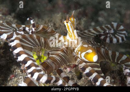 Kraken, Kraken, Kraken, andere Tiere, Kopffüßer, Tiere, Weichtiere, Wonderpus Wunderpus octopus (Wunderpus photogenicus), Erwachsener, auf der Jagd mit Stockfoto