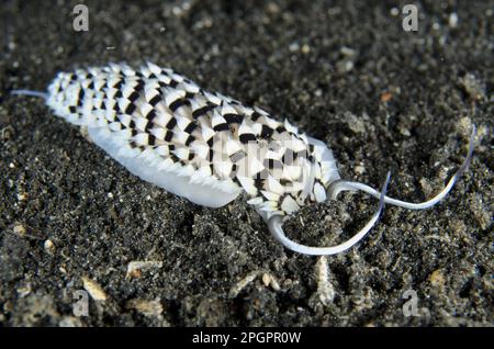 Andere Tiere, Meeresschnecken, Schnecken, Tiere, Weichtiere, Cerberilla Nudibranch (Cerberilla annulata), Erwachsener, auf schwarzem Sand, Lempriv Stockfoto