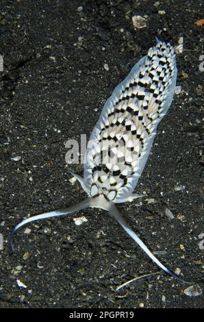 Andere Tiere, Meeresschnecken, Schnecken, Tiere, Weichtiere, Cerberilla Nudibranch (Cerberilla annulata), Erwachsener, auf schwarzem Sand, Lempriv Stockfoto