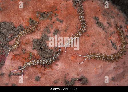 Flabellina ianthina, andere Tiere, Meeresschnecken, Schnecken, Tiere, Muscheln, Aeolid Seaslug (Pteraeolidia ianthina) vier Erwachsene, nachts, Wetar Stockfoto